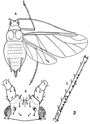 Fig. 6. Macrosiphum gei (Koch), from tulips : A, winged v. $ ; B, head (dorsal view) ;C, segment 3 of antenna.
