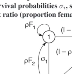 Figure 7:Life cycle graph for the 2-sex model for passerine birds (Legendreet al. 1999)