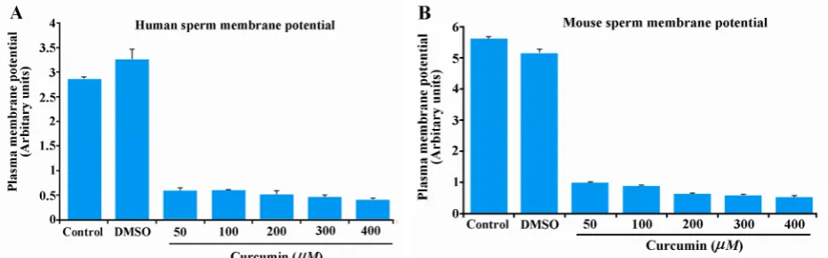 Figure 3. Effect of curcumin on plasma membrane potential in human (panel A) and mouse (panel B) sperm