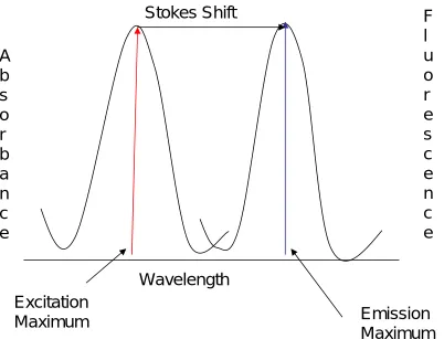Figure 1.6 Absorbance, Fluorescence emission and the Stokes shift 