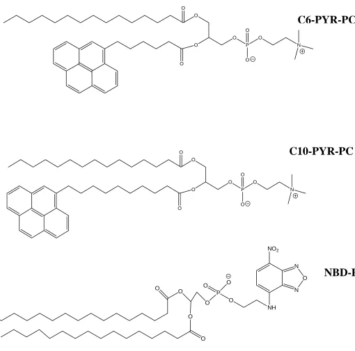 Figure 2.1. Structure of Fluorescent Phospholipids 