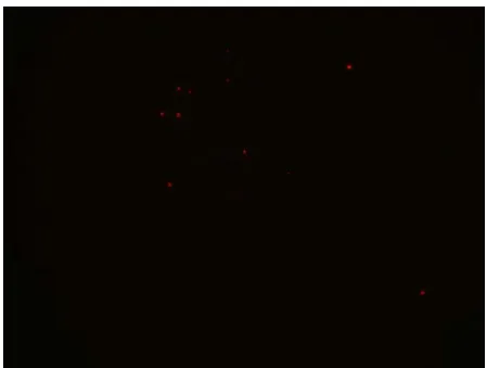 Figure 2.2.Digital Fluorescence Microscopy Image of C6-PYR-PC 