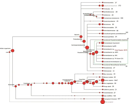 Figure 4.4 A NCBI tree output by MEGAN. Each node in this tree is labeled by a taxon and the size of a given node represents the number of reads assigned to that taxon