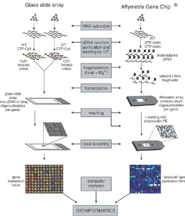 Figure 1.1: Illustration of cDNA (Left) and Aﬀymetrix (Right) microarray technologies