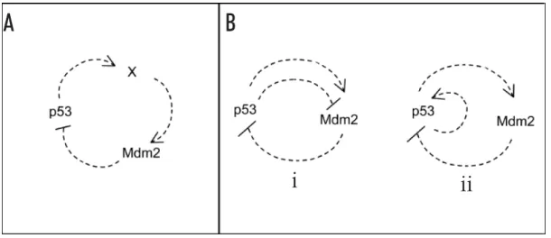 Figure 1: Pathways to oscillations. Oscillation can be found in two diﬀerenttypes (A) negative feedback loops with three or more components and (B)combinations of negative and positive feedbacks