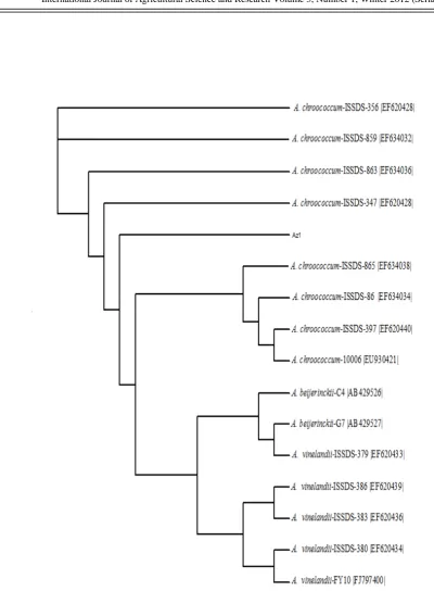 Fig. 1: phylogenetic tree of strain Az1 