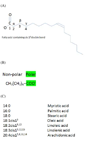 Figure 1-1.   Identification of fatty acids.   Part A illustrates the basic structure of a fatty acid through oleic acid, a monounsaturated fatty acid containing a cis double bond at the ninth carbon, as an example