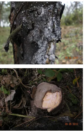 Figure 1-3.   Digital pictures of a tung tree infected with an unknown fungus, Guangxi Autonomous Region, China, September 2010
