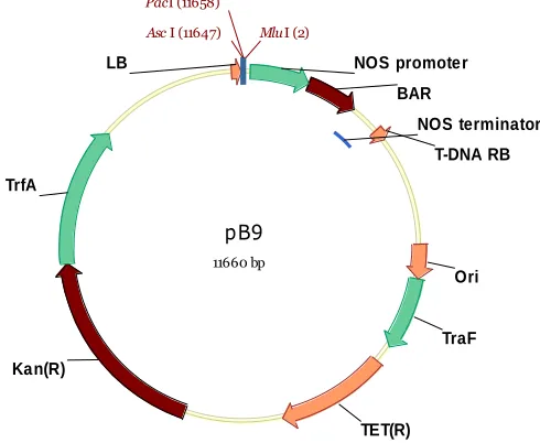 Figure 2-8.   Vector pB9 pBAR with the NOS promoter and terminator sequences. 