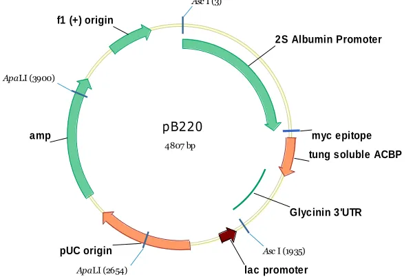 Figure 2-9.   Vector pEB218 which contains VfACBP3a (seen here as VfmACBP) in pB50. 