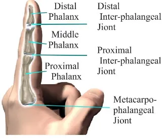 Figure 1. the schematic of the bone segments and joints of the index finger 