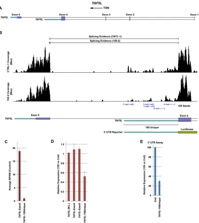 Figure 2.5. Isoform-dependent regulation of TAF5L by MIR155. (A) Gene structures of annotated TAF5L transcripts