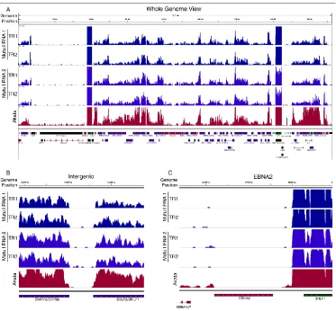 Figure 3.1. Visualization of RNA-seq coverage across the EBV genome.  Coverage (Wiggle) files generated from SAMMate and the EBV annotation file were loaded onto the Integrated Genome Viewer (IGV - developed at the Broad Institute (www.broadinstitute.org))