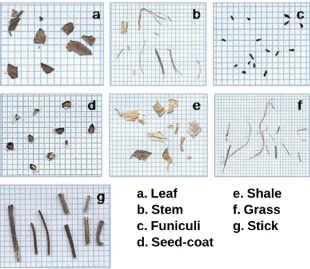 Figure 1. Seven categories of foreign-matter particles includ-ing leaf, stem, funiculi, seed-coat, shale, stick, and grass