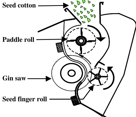 Figure 1. Schematic cutaway view of the powered roll gin stand showing the location of the paddle roll and seed finger roll relative to the gin saw.