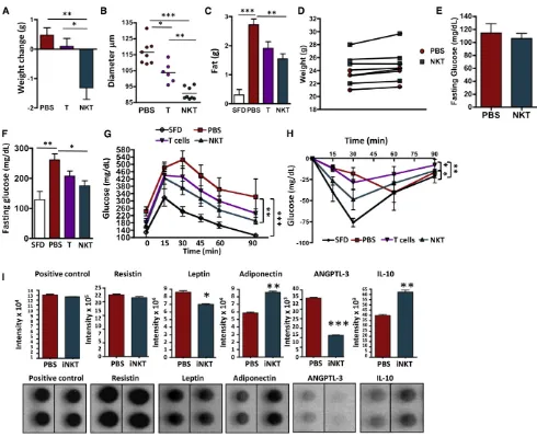 Figure 5. Adoptive Transfer of iNKT Cells Protects from Weight Gain and Adipocyte Hypertrophy and Reverses Obesity-Associated Meta-bolic DisordersWT iNKT cells (>95% pure), iNKT cell-depleted T cells (T), or no-treatment (PBS) control were injected i.p