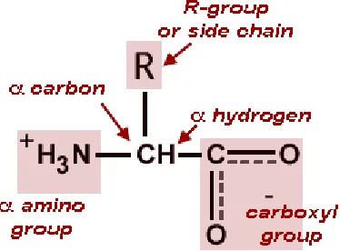 Figure 1.  Basic structure of an amino acid. Reprinted from [3]. 
