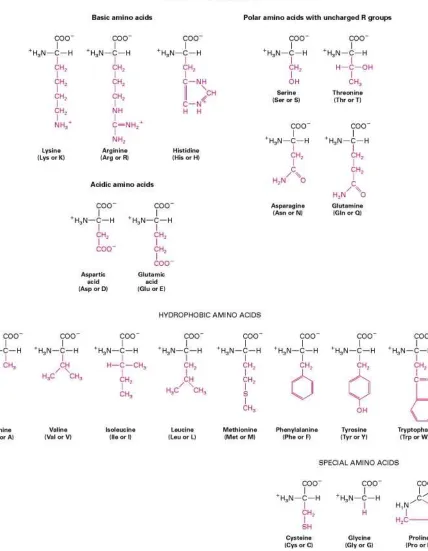 Figure 2.  The Structure of the 20 Amino Acids. Reprinted from [4]. 