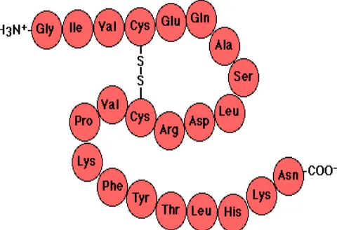 Figure 3.  The Primary Structure of a Protein Showing its N and C Termini. Reprinted from [5]