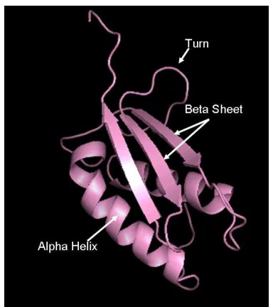 Figure 6.  Tertiary Structure of a Protein 2DIR   (Partial Representation) 