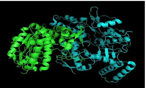 Figure 7. Protein Quaternary Structure for Protein 1ZZQ with a subunit in blue and the other in green  