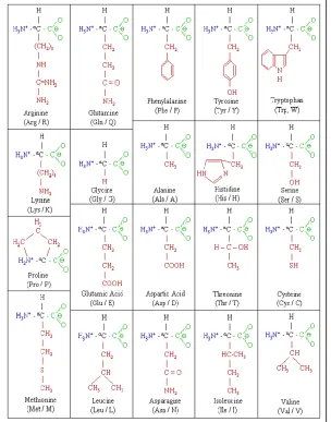 Figure 2: List of 20 different amino acids[36],Reprinted from [36] 