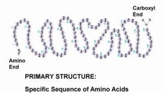Figure 3: Primary structure of protein [35]; the figure shows  Sequence of amino acids forming a protein 