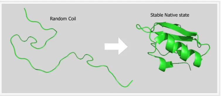 Figure 7: Protein Folding [initial state (left)  Final folded state (Right)][37] reprinted from Wikipedia 