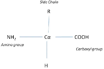 Figure 1: The general structure of an alpha amino acid  