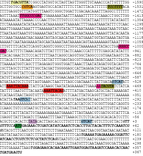 Figure 4. The 5’ end of a gene homologous to an UDPGp EST (AI727382). The exons shown in bold italics were identical to the EST