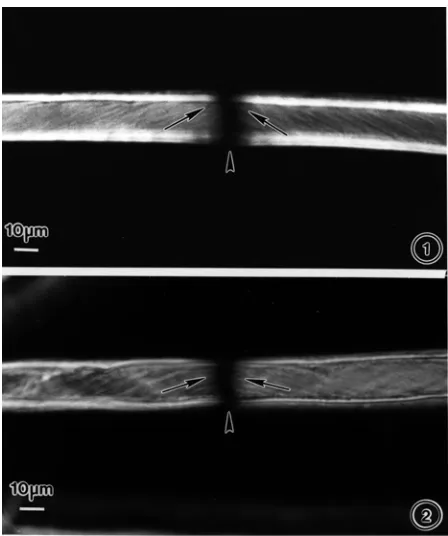 Fig. 1 and 2. Polarized light micrographs of (1) Z reversalfrom a 30-d post-anthesis, untreated cotton fiber witha microfibril pattern that exhibits an abrupt change inorientation, and (2) S reversal from an indole-3-aceticacid-treated, 50-d post-anthesis fiber with microfibrilsthat exhibit a more gradual change in orientation(arrows indicate the orientation of microfibrils;arrowheads indicate the reversal point).