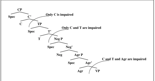 Fig. 3. Hierarchy of impairment of functional categories as predicted by tree pruning hypothesis