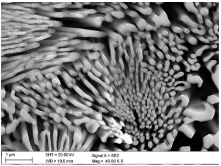 Fig. 13.  Low magnification SEM image of the microstructure of the eutectic HWSL no. H5