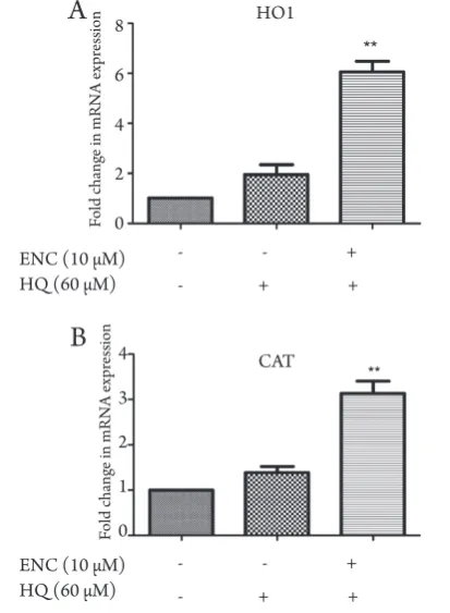 Figure 4: The Effect of 10 µM ENC on the Expression Level of An-After the Treatment. tioxidant Genes (CAT and HO1) in hMSCs at 12, 24 and 36 Hours Data are presented as mean ± SD; n=3, *: P < 0.05, **: P < 0.01.