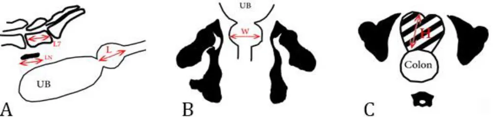 Fig. 2.      Schematic figure of multi planar reconstruction computed tomographic images of prostate gland of a dog