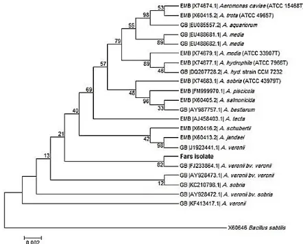 Fig. 4.    Phylogenetic tree generated based on 16S rDNA gene sequences of   Aeromonas isolates detected in the present study and the other Aeromonas spp