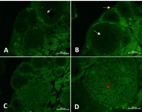 Fig. 4. Real-time PCR results of expression of OCT4 in different phases of estrous cycle