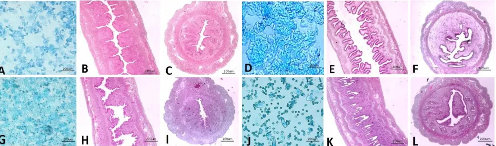 Fig. 1.          The stained vaginal smears with methylene blue and longitudinal and cross section of uterus (H & E)