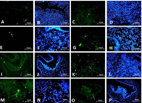 Fig. 2.     Expression of pluripotent stem cell markers (SOX2, OCT4, NANOG and KLF4) in uterine tissue at proestrous and estrous stages