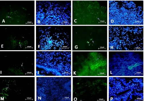 Fig. 3.     Expression of pluripotent stem cell markers (SOX2, OCT4, NANOG and KLF4) in uterine tissue at metstrous and distrous  stages