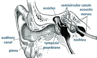 Fig. 2.  Schematic drawing of the human ear