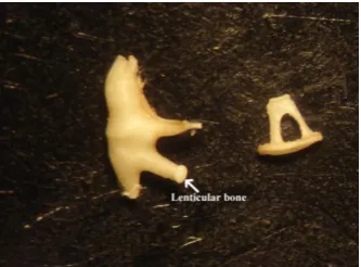 Fig 5.  Auditory ossicles of guinea pig ear. The lenticular bone was a distinct bone and articulated with the tip of the long crus of incus