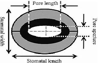 Table. 3 Mean value (±SD) of different features of stomata at seedlings treated and untreated by dust Treatment  