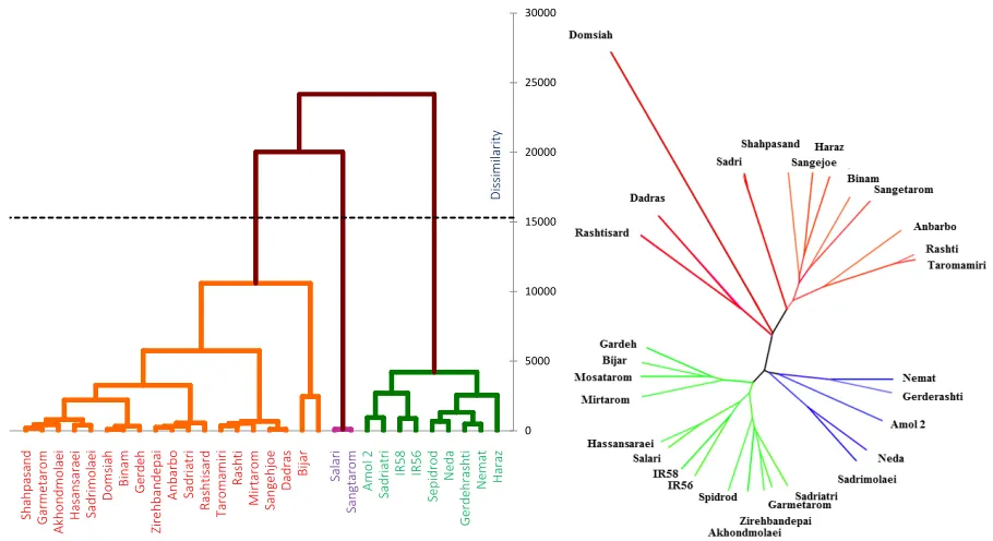 Figure 3. Dandrogram of rice genotypes based on RAPD random markers. 