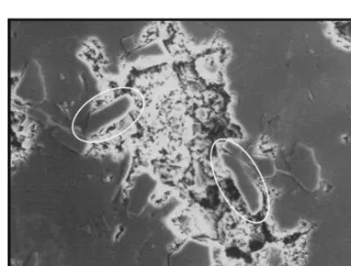 Fig. 13. High magnification SEM micrograph of EN coated SiC particles after the corrosion test
