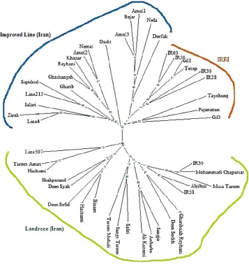 Figure 2. Classification of 48 rice varieties based on neighbor-joining algorithm. 