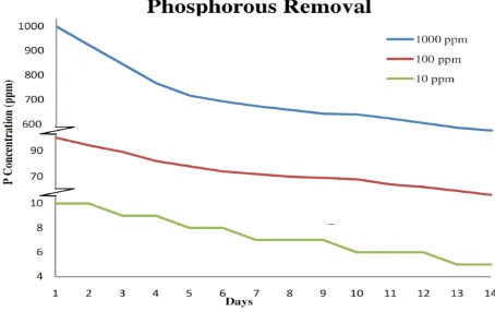 Fig. 7. Nitrogen removal from aqueous phase (1) by means of growing Azolla at 14 days 