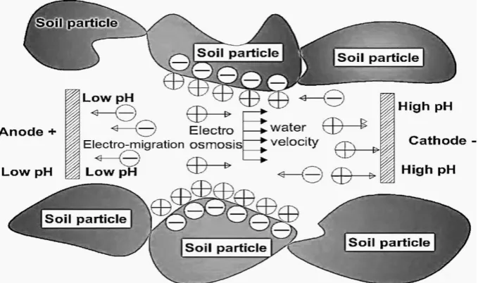 Fig. 1. Electro-osmosis and electro-migration of ions (Moghadam et al., 2016; Acar et al., 1994) 