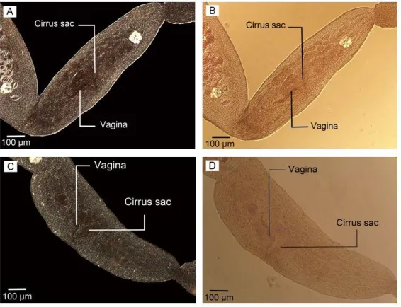 Fig. 4:  Optical microscopy. (A) Adult worm reared in culture media with narrow neck. (B) Immature proglot-tid without reproductive structures in adult worm isolated from definitive host