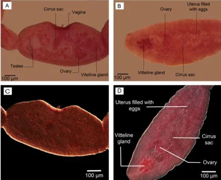 Fig. 5: Scolex. (A) Nomaski microscopy. (B) Phase contrast microscopy. (C) Optical microscopy